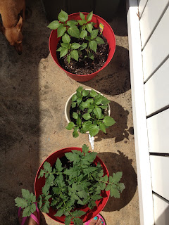 tomato and pepper plant