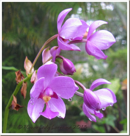 06-27-grnd-orchid