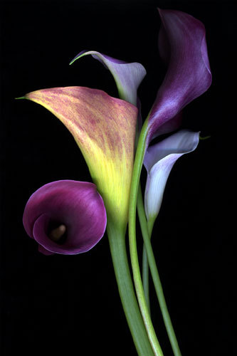 Not only do I love peacock feathersbut calla lilies as well 