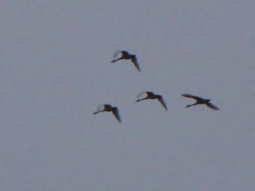 trumpeter swans in flight