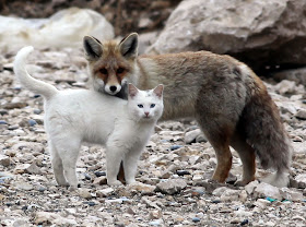 Cat and fox become best friends, van cat, fox pictures, cat and fox