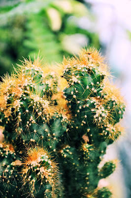 Imágenes gratis de flores, anturios, rosas, azalias, jaboneras, casas viejas y haciendas