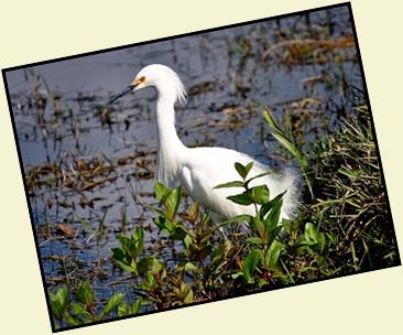 09b - Snowy Egret