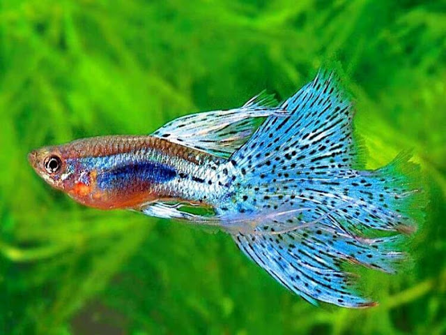 Untuk ukuran ikan guppy sekitar 2,3 cm-5 cm