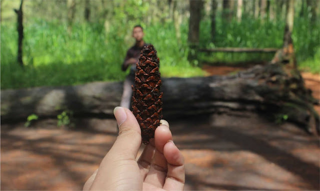 hutan pinus manikliyu  hutan pinus glagalinggah  sejarah desa manikliyu  glagah linggah  hutan pinus karangasem  hutan pinus suter  hutan pinus sukawana  Hutan Pinus Manikliyu, Spot Foto Instagramable Dan Prewedding Yang Keren  Hutan Pinus Manikliyu adalah tempat wisata yang menarik yang terdapat di Bali. Jika kamu mencari spot foto yang kekinian tapi dengan suasana alami ?  maka Hutan Pinus Manikliyu adalah pilahannya.  Penasaran ?  simak artikel berikut ini !  Hutan Pinus Manikliyu merupakan tempat wisata yang kekinian bisa menjadi rekomendasi bagi kamu yang sedang berlibur di Bali. Walaupun ini terletak di sebuah hutan, bukan berarti tempat ini tidak aman dikunjungi.  Hutan Pinus Manikliyu ini sudah dibuka dan dibuat menjadi objek wisata yang sangat ramah dan nyaman dikunjungi. Di tempat ini sendiri sudah dilengkapi dengan beberapa fasilitas, ya walaupun sederhana tapi sudah cukup untuk melengkapi tempat ini.  Lokasi Hutan Pinus Manikliyu Hutan Pinus Manikliyu ini terletak di sebuah desa di Kecamatan Kintamani, Kabupaten Bangli, Bali.  Jika kamu sedang jalan-jalan di Kintamani, tidak ada salahnya mencoba berkunjung ke tempat ini.  Jika kamu sedang berada di dekat Pura Ulun Danu Batur atau sedang berada di seputaran Jalan Kintamani, Hutan Pinus Manikliyu ini ada di seputaran sana. Sedikit ke sebelah Utara Pura Ulun Danu Batur.  Dari Denpasar senidiri dapat ditempuh dengan kendaraan apapun untuk ke Hutan Pinus Manikliyu dan hanya memerlukan waktu kurang lebih 2 jam. Perjalanan yang yang bisa dibilang sebentar jika mencari tempat wisata di kawasan Bali Utara.  Nikmati Bersua Foto Sepuasnya Jika kamu datang ke Hutan Pinus Manikliyu untuk mencari foto yang akan di upload di media social, maka kamu tidak salah memilih Hutan Pinus Manikliyu sebagai tempat wisata.   Hutan Pinus Manikliyu sendiri memang sudah banyak dikunjungi  oleh wisata. Tidak hanya wisatawan lokal, tepapi juga wisatawan mancanegara yang memang sedang berlibur di Bali terutama yang sedang berada di daerah Kintamani.  Kebanyak yang mengunjungi Hutan Pinus Manikliyu ini adalah remaja-remaja yang menang sedang jalan-jaln untuk mencari wisata yang instagramable.  Ya itulah khas anak remaja jaman now. Tidak lengap rasanya mengunjungi suatu tempat tanpa mengunggah satu buah foto terbaik untuk dipamerkan di medsos.  Karna tempat ini mulai banyak dikunjungi, maka warga sekitar berinisiatif untuk membuka Hutan Pinus Manikliyu ini agar lebih cantik saat dikunjungi wisatawan. Warga sekitar Hutan Pinus Manikliyu ini dibuatkan sebuah ayunan sederhada untuk melengkapi tempat ini.  Kesan pertama Hutan Pinus Manikliyu ini masih sangat alami dengan pohon pinus yang sudah tua. Walaupun pohon-pohon pinus yang ada disini sudah tua, tidak rasa mencekam atau seram yang dirasakan selama ada di tempat ini.  Yang ada hanya rasa tenang dan nyaman dengan rerimbunan pohon pinus yang menjulang, membuat kamu akan merasakan keasrian Hutan Pinus Manikliyu.   Sejauh mata memandang, kamu hanya akan melihat hamparan pohon pinus yang menjulang tinggi di tempat ini. Hampir tidak ada pohon lain yang bisa kamu lihat. Paling tidak kamu akan melihat rumput-rumput yang cukup tinggi menunjukan Hutan Pinus Manikliyu ini adalah sebuah hiutan.  Tapi karena haparan hutan pinus ini lah yang menjadi daya Tarik bagi wisatawan yang berkunjung di Hutan Pinus Manikliyu. Berfoto dengan background pohon pinus ini dapat membuat fotomu terlihat lebih artisttik.  Tapi jika kamu melihat foto-foto dengan pemandangan Hutan Pinus Manikliyu di internet, pastikan kamu mengajak teman kamu yang jago foto dan editing. Karena dibalik foto Instagram yang kece, terdapat teman yang rela berkorban untuk menghasilkan sebuah foto yang instagramable.  Karena daya tarik Hutan Pinus Manikliyu ini, tidak hanya wisatawan yang mencari foto untuk sosmed saja yang datang. Tapi terkadang ada yang berkunjung di Hutan Pinus Manikliyu ini untuk membuat foto prewedding.  Tidak heran sih tempat ini dijadikan foto prewedding. Karena dengan kondisi alam, foto prewedding di Hutan Pinus Manikliyu sangat cocok untuk pasangan yang menginginkan foto prewdding dengan tema kasual maupun romantis.  Jadi itulah bagaimana Hutan Pinus Manikliyu yang menjadi tempat foto instagramable bagi para anak muda maupun bagi pasangan yang hendak mencari foto untuk prawedding.  So, apakah kamu tertarik untuk mengunjungi tempat ini ?