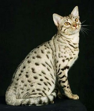 Jenis kucing Ocicats.jpg