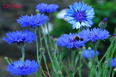 cornflower