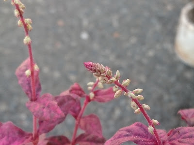 花の先端