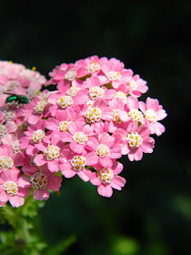 Pink yarrow Achillea millefolium flowers by garden muses-not another Toronto gardening blog