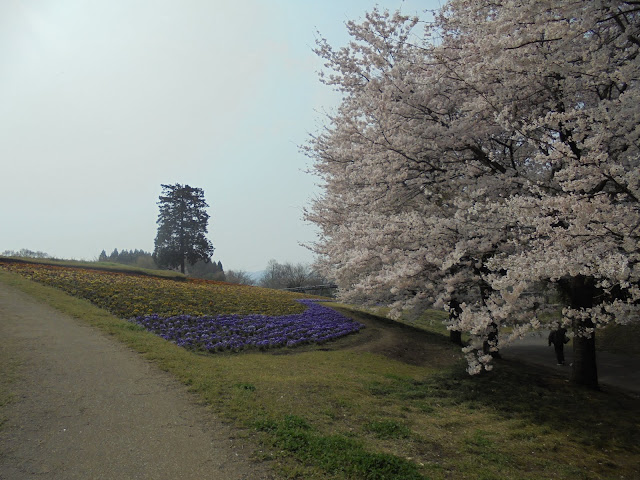 とっとり花回廊の花の丘のソメイヨシノ桜