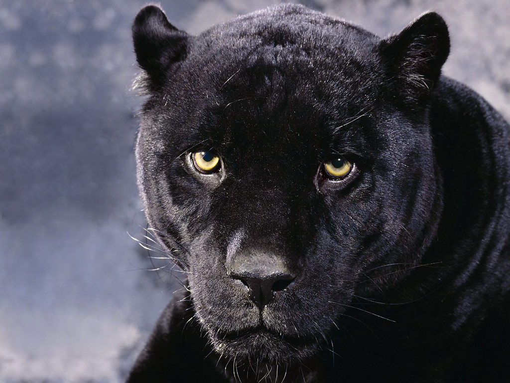 Animals Zoo Park Black  Panther  Wallpapers  Animals Hq 