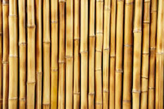 Bambù pianta da cui viene ricavato lo stelo per fabbricazione mobili