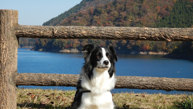 保護犬 ボーダーコリー トーマ 宮ケ瀬湖