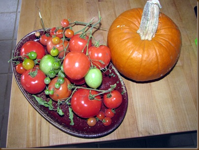 My tomato crop