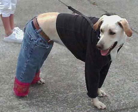 dog-wearing-clothes.jpg