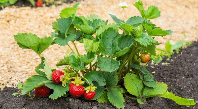 A Comprehensive Guide to Choosing the Best Soil for Growing Strawberries