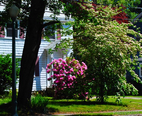 5. Flowering 6-6-11-kab