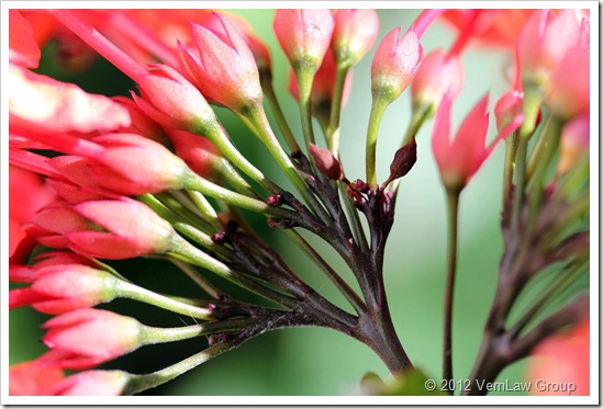 RedBudsIMG_5712