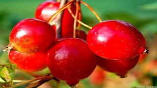 Hawthorn fruit images wallpaper