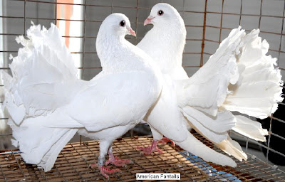 white, pigeon