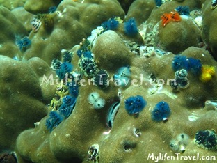 Koh lipe Diving 29