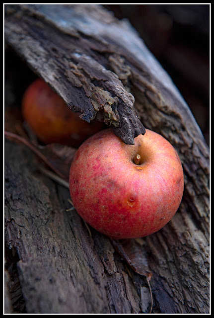 Nova Scotia; Fall; Autumn; Apples