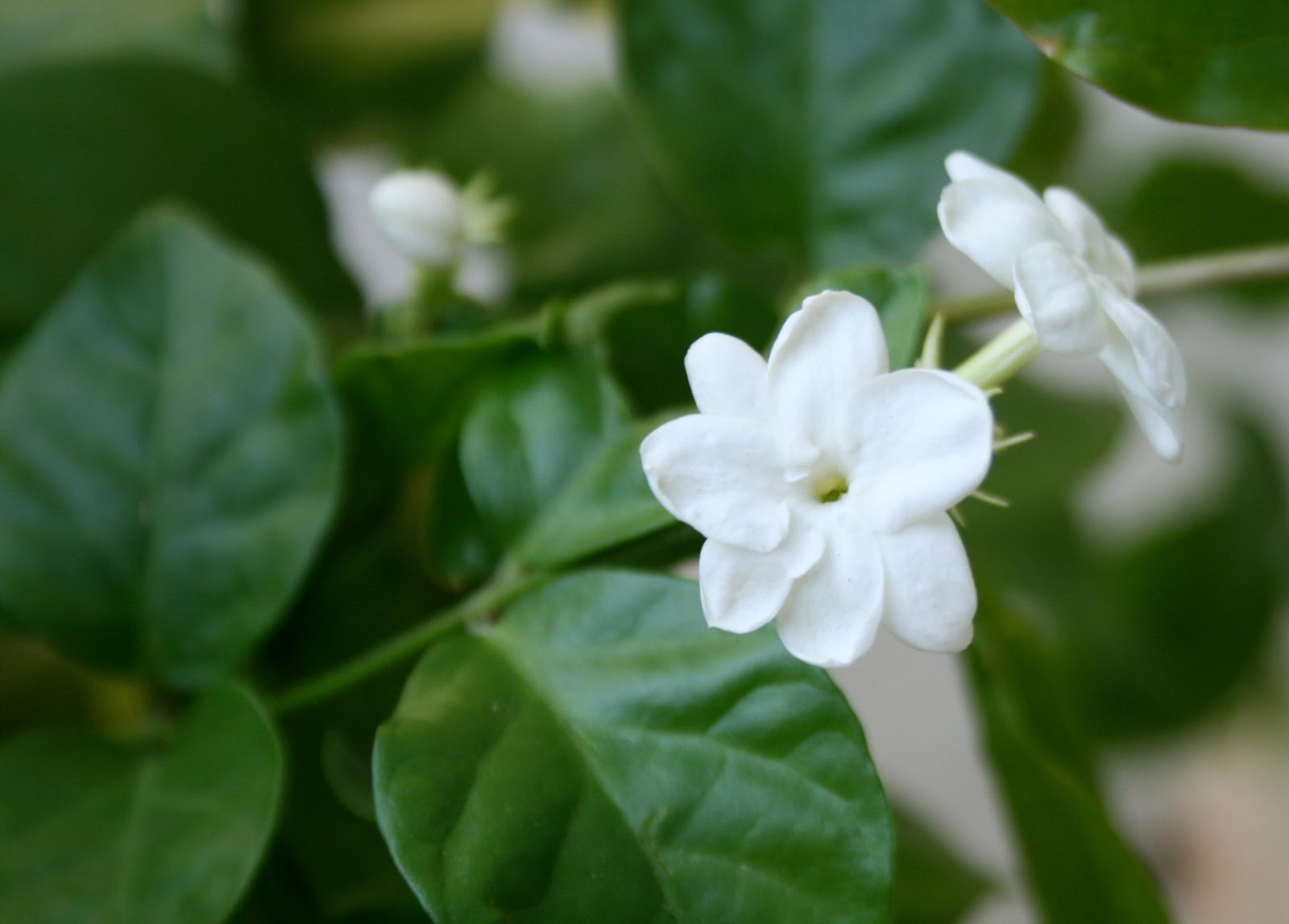 Jasmine Flower Wallpapers | Earning66.Blogspot.com