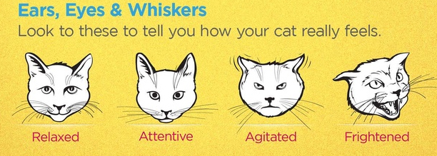 cats body language ,cats common behaviors and movements and their meanings