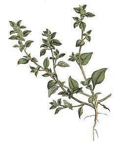 Кучешка лобода / Chenopodium vulvaria