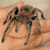 Before Getting a Pet Tarantula, Do Tarantulas Make Good Pets?