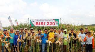 Jagung BISI 220, si Tongkol Panjang dan Besar unjuk ...