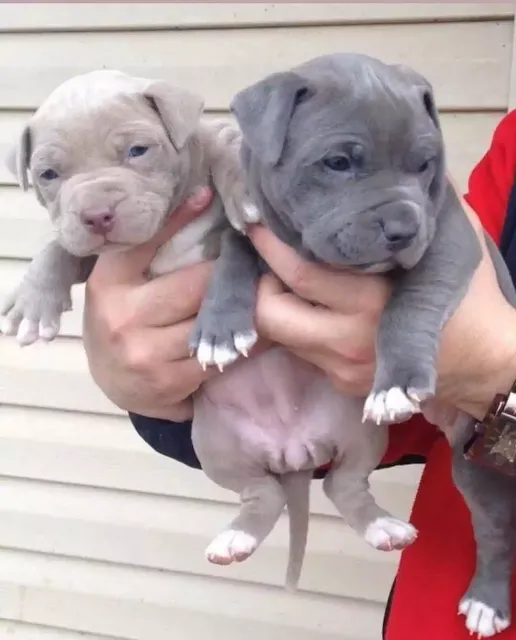Colby Pitbull Bloodline