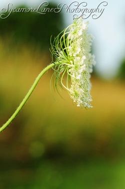 queen anne's lace-w