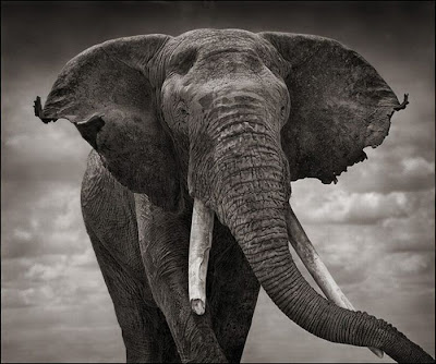 Wildlife Photography by Nick Brandt Seen On  www.coolpicturegallery.us