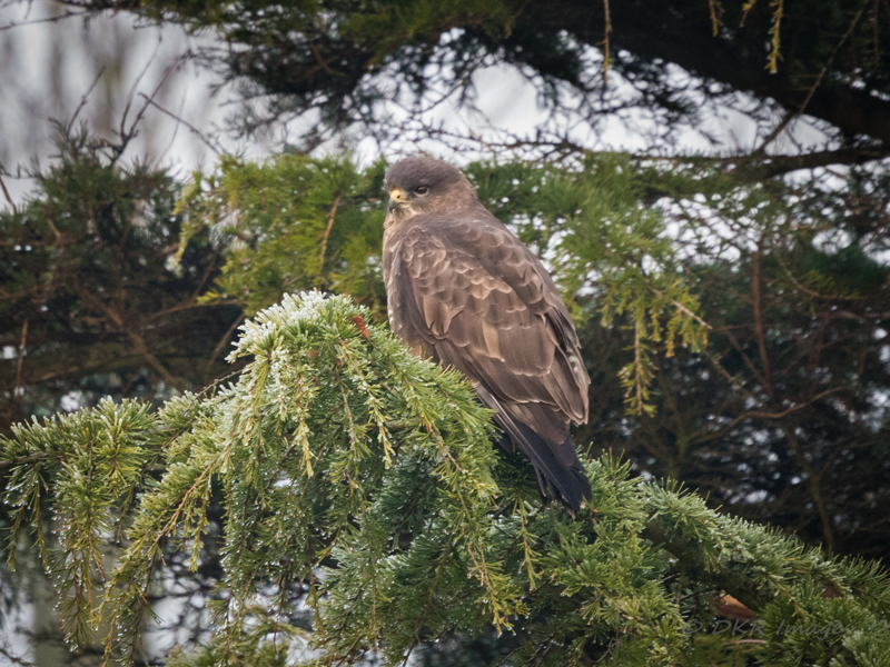 Common Buzzard spotted at Garador