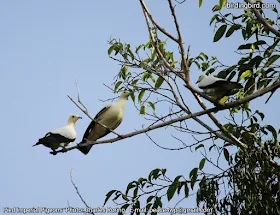 Birding with Charles Roring in Raja Ampat islands