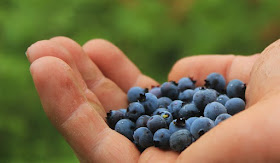handful of wild blueberries