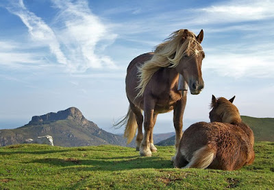 Best Horse HD Free Photos Download.31