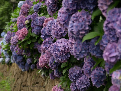 Hydrangea Wedding Centerpieces. dired hydrangea wedding