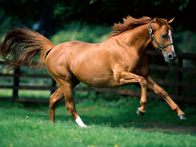 Beautiful Running Horse Brown Wallpaper