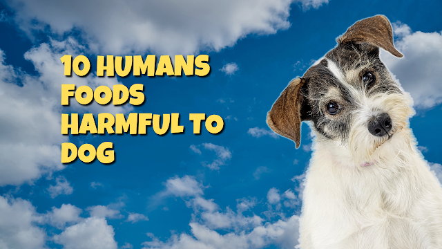 10 Human Foods That Are Harmful to Dogs