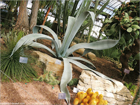 Arid Regions del Jardín Botánico de Montreal