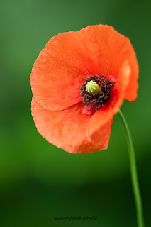 Makrofotografie Klatschmohn Olaf Kerber