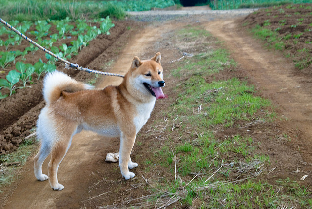 Conheça os cachorros japoneses da raça Shiba Inu