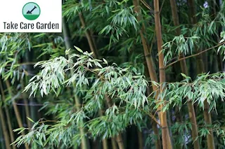 Bambu mossô