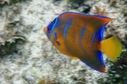 Blue Angel Fish (Ikan Belusetun)