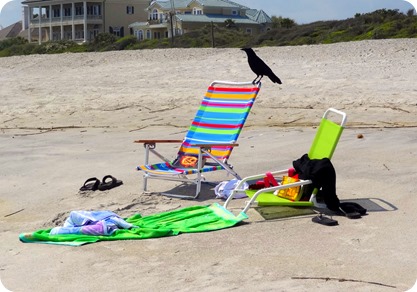 At visitor at the beach