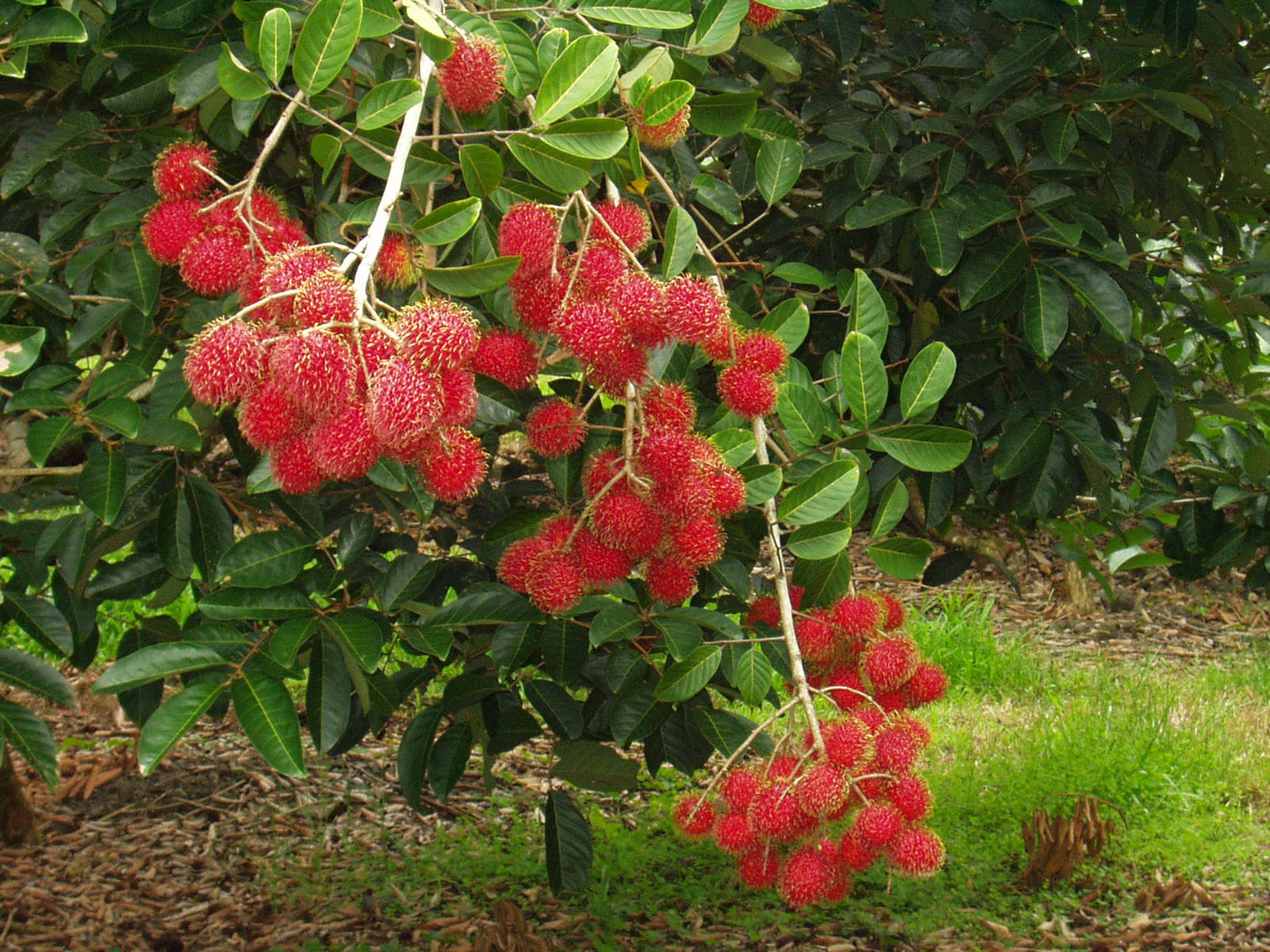  Rambutan Binjai  Rambutan Binjai 