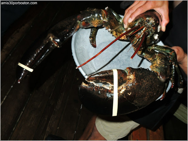 Langosta Gigante del The Barking Crab en Boston