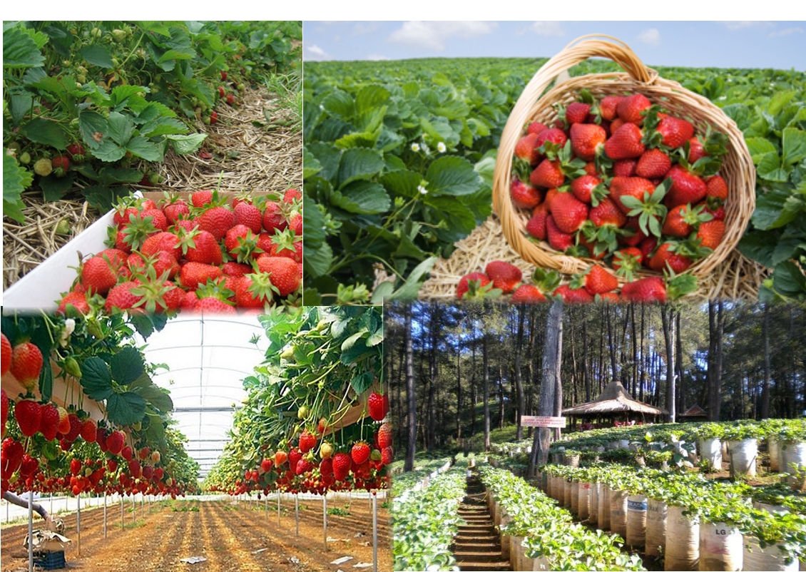 Asyiknya Beragrowisata Di Kebun Strawberry Lembang Bandung 